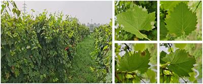 Deep Learning Based Automatic Grape Downy Mildew Detection